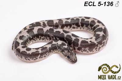 hadi na prodej, mládě, český chov hadů, odchov hadů, mojihadi.cz, Eryx columbrinus loveridgei, hroznýšek pestrý, Kenyan sand boa, het  Albino, Anery